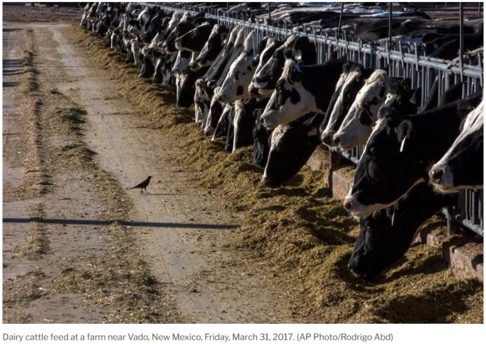 cattle