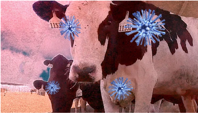 cows-bird-flu