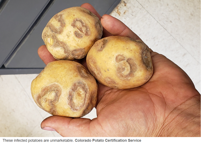 potato_virus_slv1